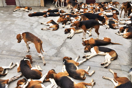 Hunting dogs in Cheverny Castle, cross between English Fox Hunt and French Puatvin.の写真素材