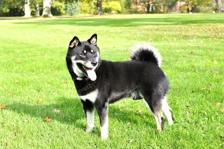 Dog Shiba Inu in the parkの写真素材
