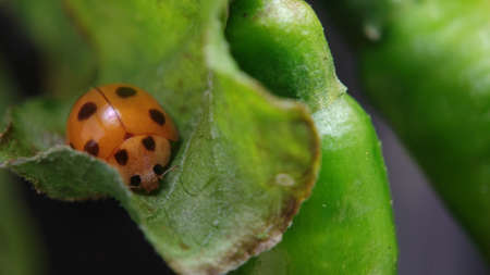 Photo of a ladybug on the leaf