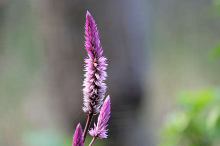 Beauty Cockcomb flowers in gardenの写真素材