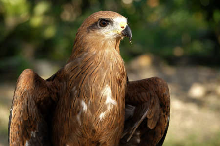 accipiter gentilis, accipitridae, alap-alap coklat, animal, background, beak, bird, bird of prey,...