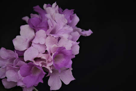 Mansoa alliacea, or garlic vine, is a species of tropical liana in the family Bignoniaceae. It is...