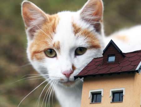 big cat sees small house in the garden