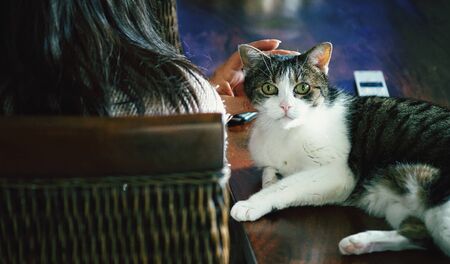 A woman with a catの写真素材