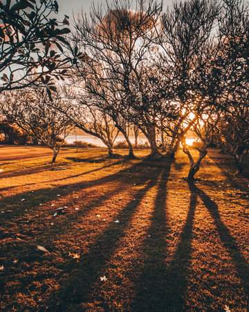Beautiful sunset in the park with trees silhouettes - Vintage Filterの写真素材