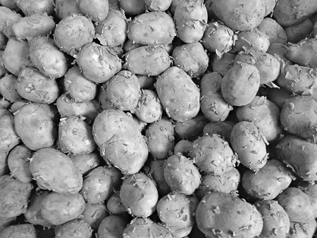 The Food : Raw Potatoes in the Indian subcontinent market. gujarat  India.の写真素材