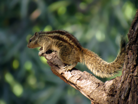 Hunger  Games : a squirrel captured just before her leap towards food. Gujarat  India.の写真素材