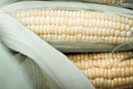 Sweet corn with yellow and green color.の写真素材