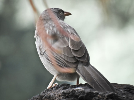 The jungle babbler is a member of the family Leiothrichidae found in the Indian subcontinent.の写真素材