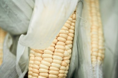 Sweet corn with yellow and green color.の写真素材