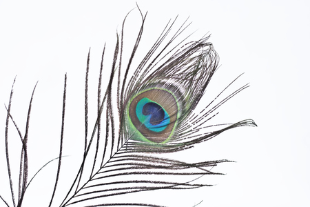 Peacock feather.の写真素材