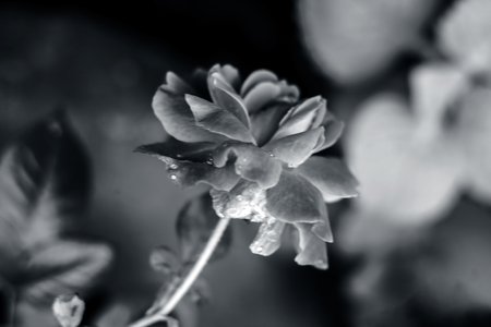 Rose flower : A symbol of love & Care.の写真素材
