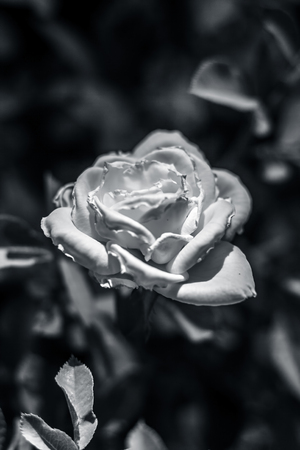 Rose flower : A symbol of love & affection.の写真素材