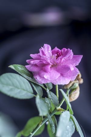 Rose flower : A symbol of love & Care.の写真素材