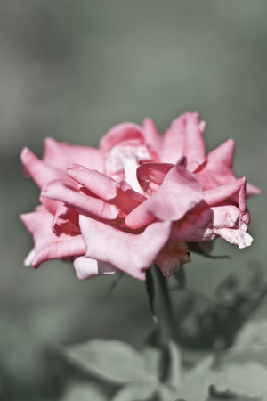 Rose flower : A symbol of love & affection.の写真素材