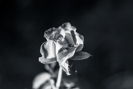 Rose flower : A symbol of love & affection.の写真素材