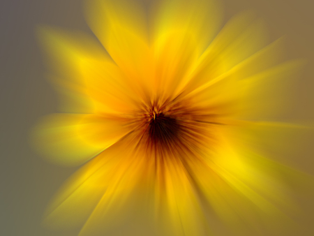Sunflower : Scientific name: Helianthus annuus isolated on white.の写真素材