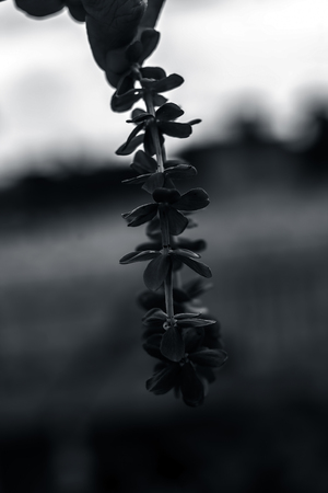 human hand holding garland of flower.の写真素材