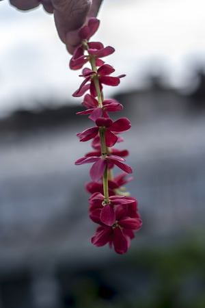 human hand holding garland of flower.の写真素材