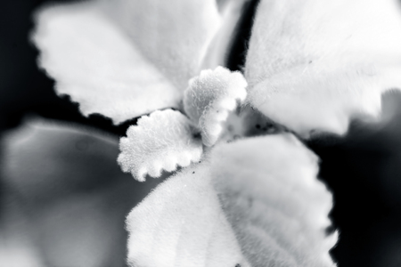 Ajwain : A Medicinal Herb.の写真素材