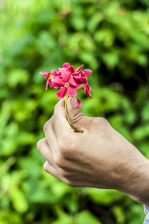 A hand holding a bunch of red flowers.の写真素材