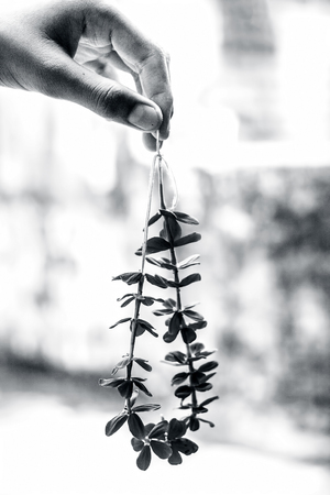 human hand holding garland of flower.の写真素材