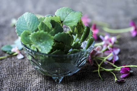 Ajwain, ajowan Trachyspermum ammi leaves in a glass bowl.の写真素材