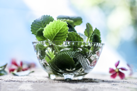 Ajwain, ajowan Trachyspermum ammi leaves in a glass bowl.の写真素材