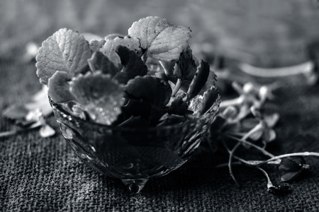 Ajwain, ajowan Trachyspermum ammi leaves in a glass bowl.の写真素材