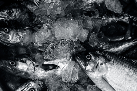 Close up of Scomberomorus cavalla,   king mackerel Fish in the market.の写真素材