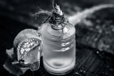 barbadensis,Aloe Vera and its extracted oil in a transparent bottle for hair loss and beauty products.の写真素材