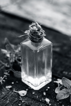 Ocimum tenuiflorum,Holy Basil leafs on rusted wooden surface with extracted oil of holy basil.の写真素材