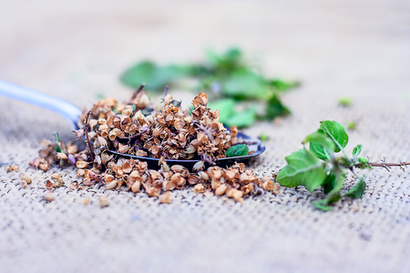 Ocimum tenuiflorum,Holy basil's seeds in a spoon on a gunny background.の写真素材