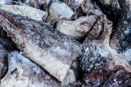 Scomberomorus cavalla,King mackerel marinated with salt and lemon juice.の写真素材