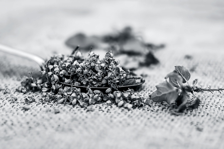 Ocimum tenuiflorum,Holy basil's seeds in a spoon on a gunny background.の写真素材
