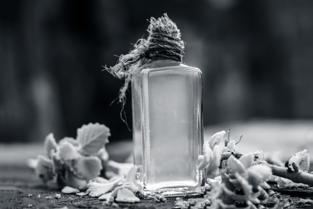 Trachyspermum ammi,Ajwain oil with leaves on a gunny background.の写真素材