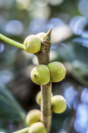 Fruit of Ficus benghalensis,The Indian Banyan tree.