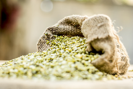 Split Green gram,Moong dal,Vigna radiata coming out from a gunny bag.;の写真素材