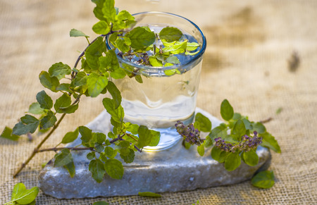 Water of holy basil, tulsi or Ocimum tenuiflorum in a transparent glass.の写真素材