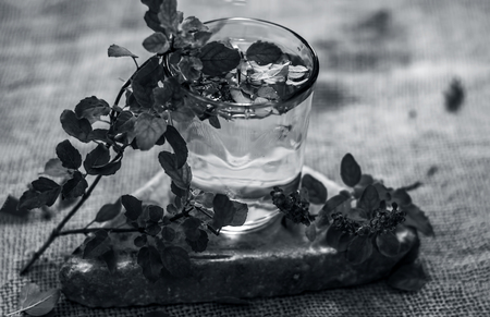 Water of holy basil, tulsi or Ocimum tenuiflorum in a transparent glass.の写真素材