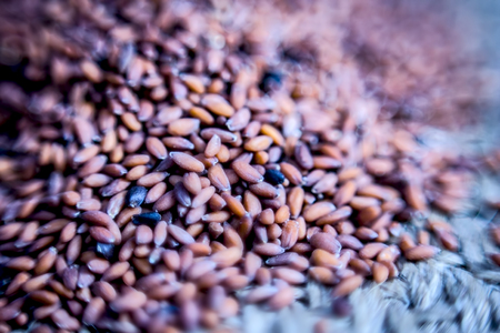 Close up of Flax seeds,asalya,Linum usitatissimum in a spoon on a gunny bag.の写真素材