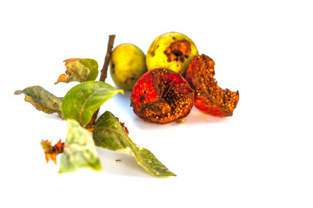 Close up of fresh leaves of Gular,Golar or Clustar Fig tree or Indian Fig tree fruit isolated on a white surface with various benefits.の写真素材
