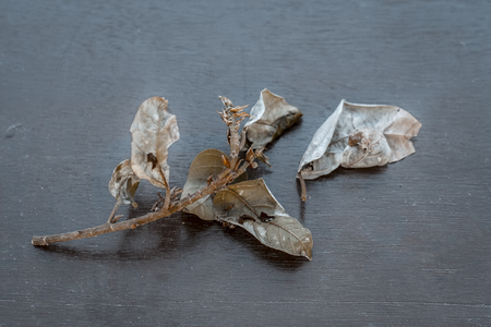 Indian Cluster Fig or Indian Fig or Gular, Gular with its fig and the leaves on a wooden surface in dark Gothic colors.の写真素材