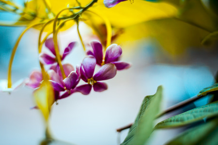 Close up of flower of Madhumalti or Rangoon or Combretum indicum creeper on a fabric type surface.の写真素材