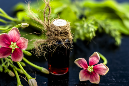 Red colored Ayurvedic and floral essence of Rangoon creeper or Chinese Honeysuckle or Madhumalti in a transparent bottle on wooden surface used in beverages for flavoring and in medicines also.の写真素材