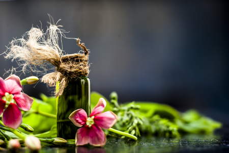 Ayurvedic and floral essence of Rangoon creeper or Chinese Honeysuckle or Madhumalti in a transparent bottle on wooden surface used in beverages for flavoring and in medicines also.の写真素材