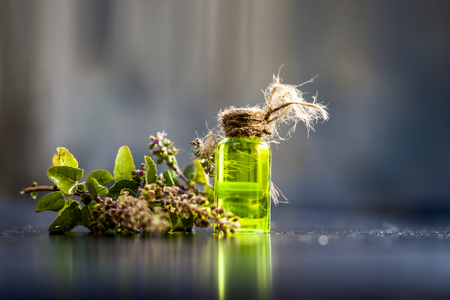 Ayurvedic/ Herbal/ Medicinal essence of herb Tulsi or Holy basil in a transparent bottle with leaves and flowers of holy basil used in medicines of cough, fever and common cold.の写真素材