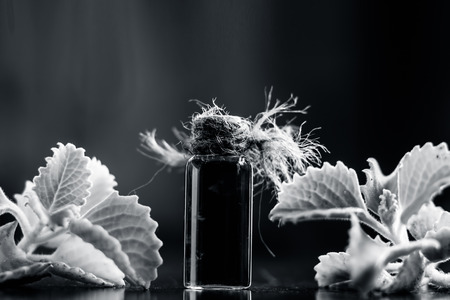 Close up of ayurvedic and medicinal essecnese of Ajwain or Bishopâs weed or carom seeds in a transparent bottle with some fresh leaves of Trachyspermum ammi on black surface.の写真素材