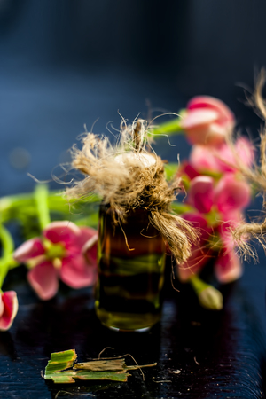 Ayurvedic and floral essence of Rangoon creeper or Chinese Honeysuckle or Madhumalti in a transparent bottle on wooden surface used in beverages for flavoring and in medicines also.の写真素材