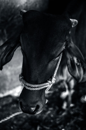 Portrait of male and female cow in a old house eating dried grass.